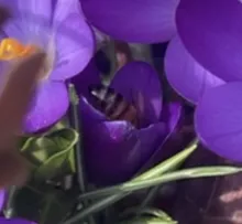 Honeybee on Crocus flower