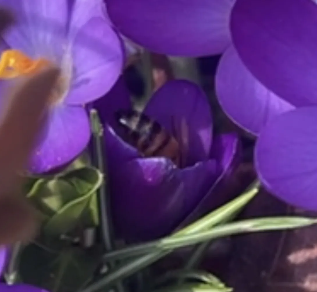 Honeybee on Crocus flower